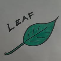 Leafs leaf